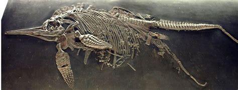 ichthyosaur fossil giving birth.